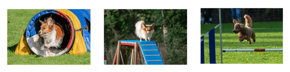 agility-afb-voor-website-2025