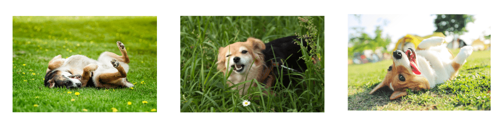 algemeen-pagina-informatie-over-honden