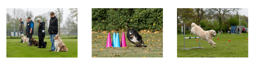 fci-obedience-afbeelding-website-2025