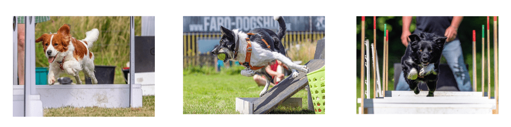 flyball-afbeelding-website-2025 2