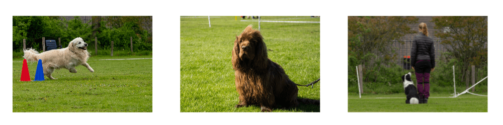 gehoorzaamheid-en-gedrag-afb-website-2025