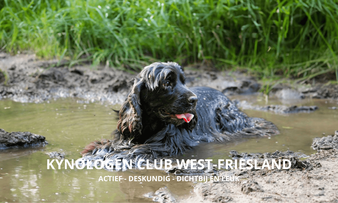 home-pagina-eerste-opzet