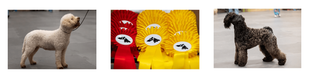 ringtraining-afbeelding-voor-website